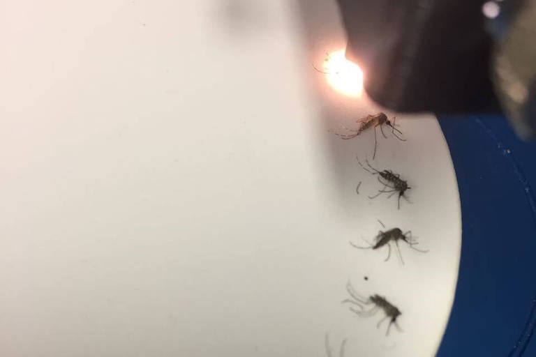 Método com luz infravermelha ajuda a detectar zika em Aedes