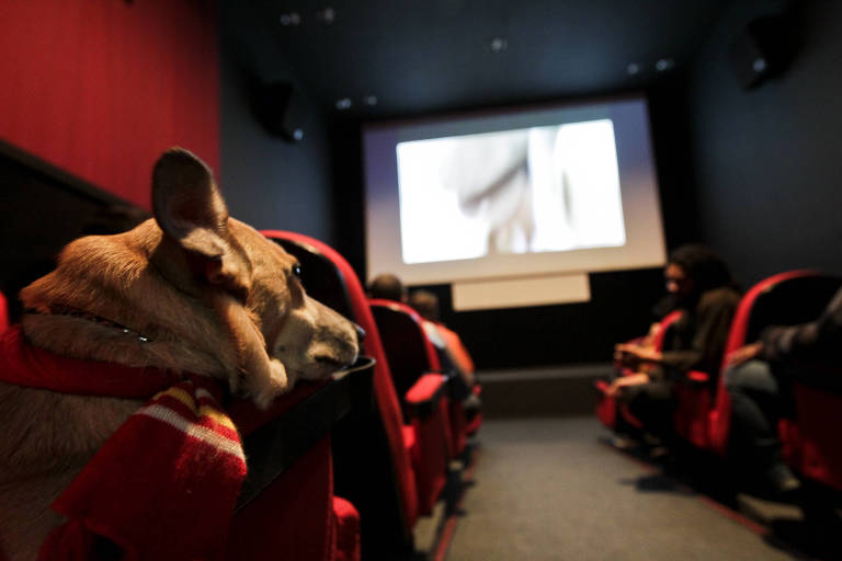 Cachorro assiste à sessão de cinema na sala da Matilha Cultural