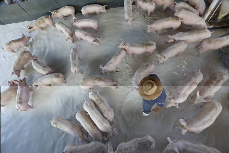 O funcionário Wesley Caetano despeja cerca leite para porcos na fazenda Santa Luzia, na região de Passos 