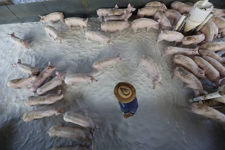 Em Passos (MG), funcionário despeja cerca de cem mil litros de leite desperdiçados para porcos na fazenda Santa Luzia