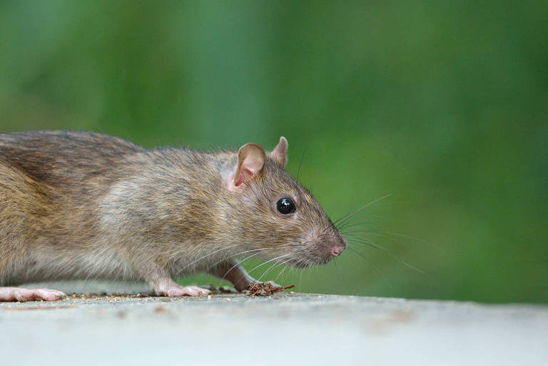 Rato da espécie Rattus norvegicus 