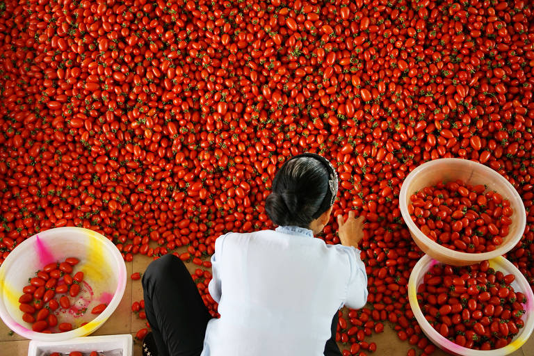 Funcionário separa tomates no conado Yuanmou, na China