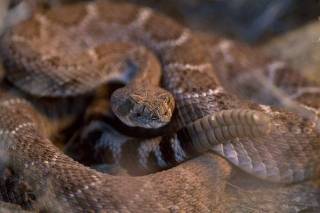 O homem que recebeu picadas de 200 cobras em nome da ciência - BBC News  Brasil