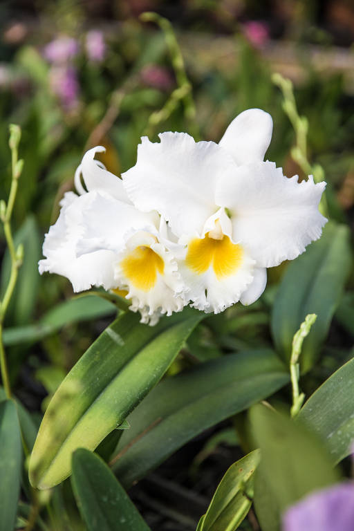 Veja algumas da 800 espécies de orquídeas do orquidário em Mauá, na Grande São Paulo