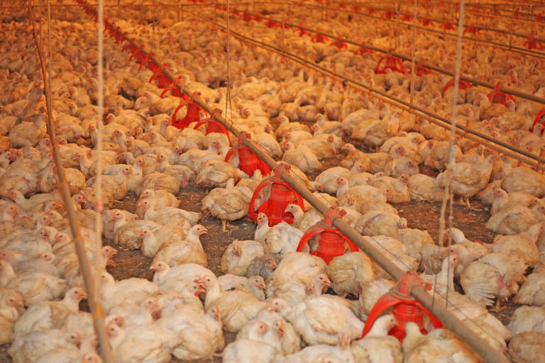 Aurora suspende vendas de frango para a China de unidade catarinense