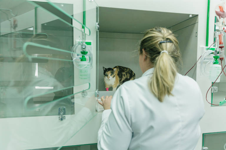 Hospital 4Cats, exclusivo para gatos