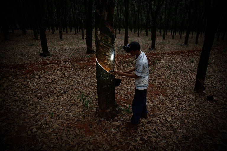Lucas Agel faz sangria de látex em árvore da fazenda Park Seringais de Iracema, na região de Barretos, inteiror de Sao Paulo