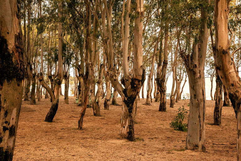 Floresta de pinheiros no balneário Zagarzazú, em Carmelo, que fica a três horas de carro de Montevidéu