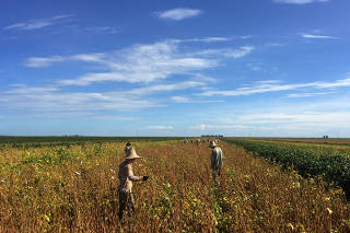 FILE PHOTO: Workers are seen at a soy plantation in a farm in Sao Desiderio
