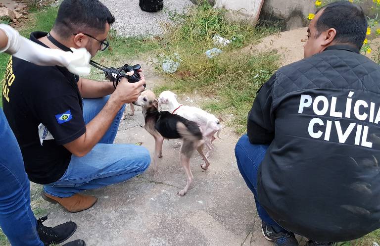 Cães encontrados em Cuiabá