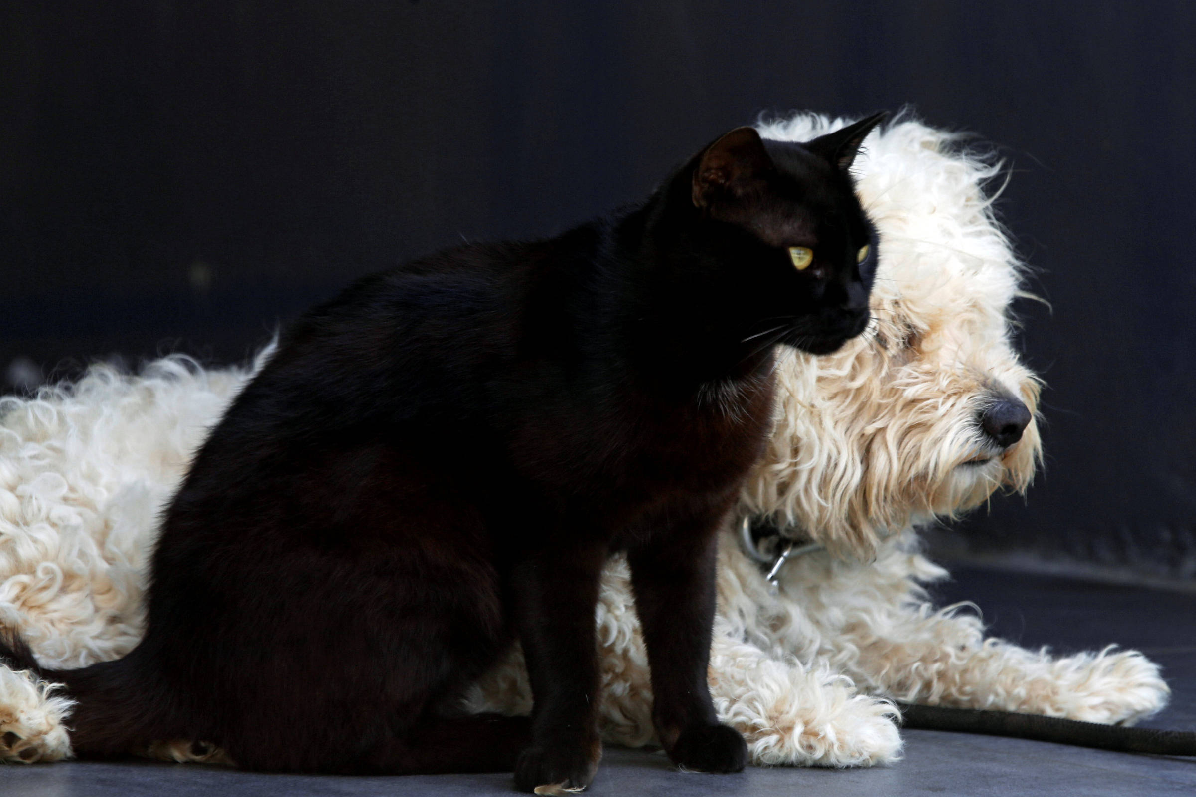 Cachorros e gatos estão evoluindo para ficarem parecidos entre si