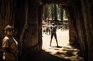 Visitors pose for photos in the Tunnel Tree sequoia in the Mariposa Grove at Yosemite National Park, in California.