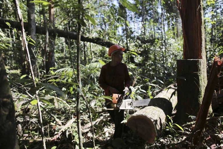 Homem com serra elétrica corta ilegalmente uma árvore dentro da Flona Jamanxim 