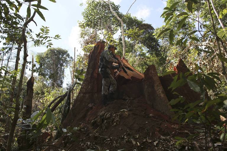Agente inspeciona árvore cortada ilegalmente na Flona Jamanxim