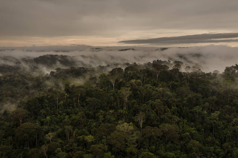 Floresta Nacional do Jamanxim