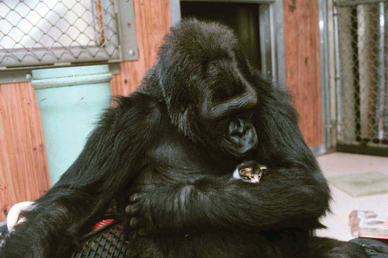 Koko, que nasceu em um zoológico nos EUA, é capaz de entender palavras em inglês e na língua de sinais. Em 1984, ela "pediu" um gato de estimação a sua treinadora Francine Patterson e ganhou All Ball, que aparece com a gorila na foto