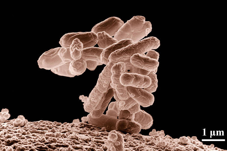 Escherichia coli, bactéria que possui variantes patogênicas e que pode prejudicar receptor de transplante de fezes