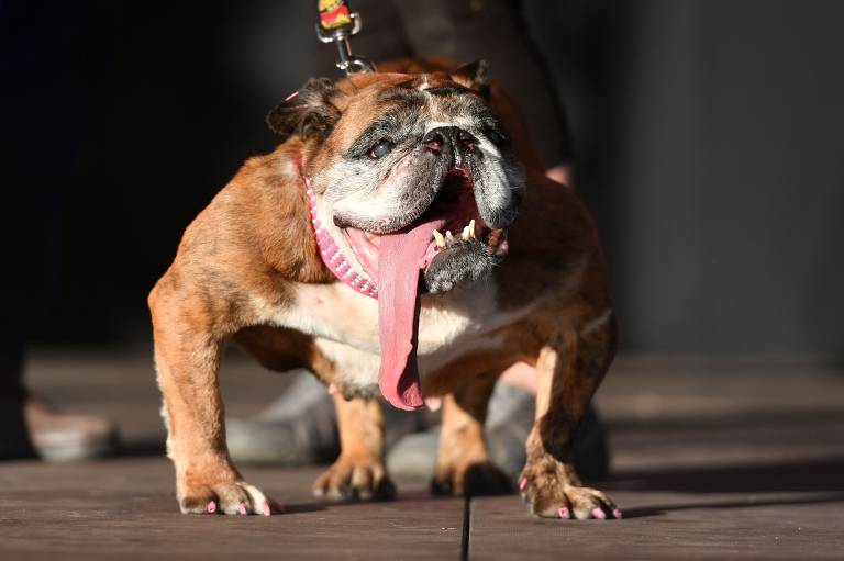 Concurso de cão mais feio do mundo