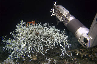 The robotic arm of a remotely operated vehicle collects Lophelia pertusa from the Gulf of Mexico.