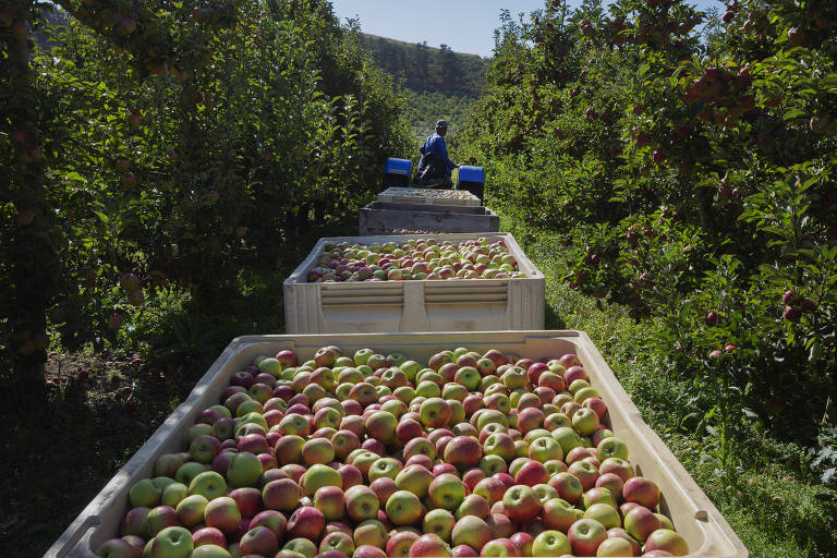Trabalhadores colhem maçãs em uma fazenda na região da Cidade do Cabo, África do Sul