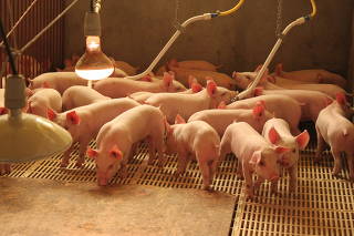 Porcos na granja de suínos em Carambeí (PR)