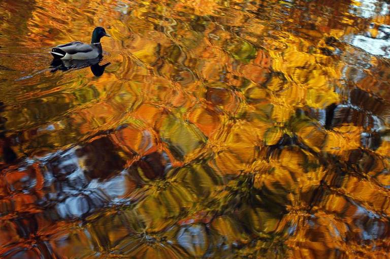 ORG XMIT: BKS06 A duck moves through the waters along the Esplanade on an unusually warm fall day in Boston, Massachusetts November 8, 2011. REUTERS/Brian Snyder (UNITED STATES - Tags: ENVIRONMENT SOCIETY TPX IMAGES OF THE DAY ANIMALS)
