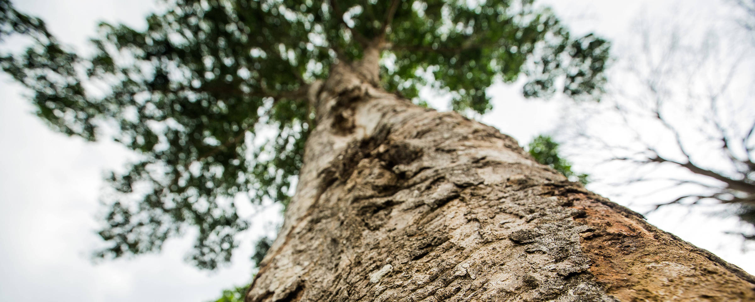 Cientistas buscam genes para obter seringueiras mais fortes e