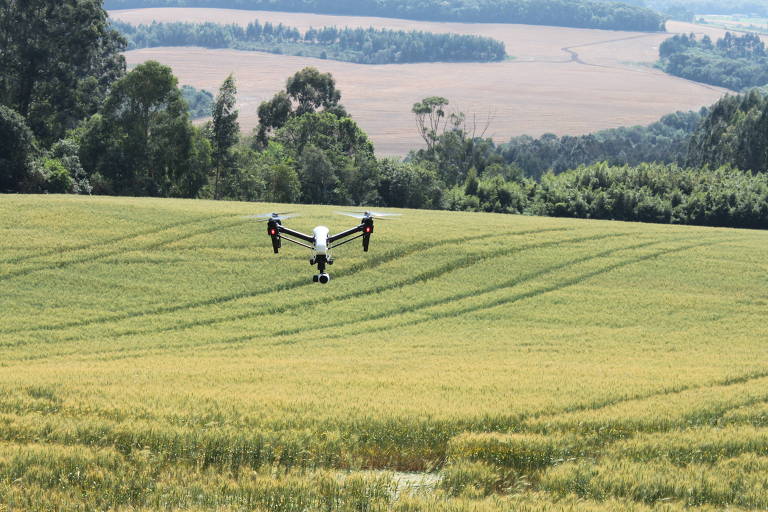 Drone sobrevoa lavoura de trigo em Carambeí (PR)