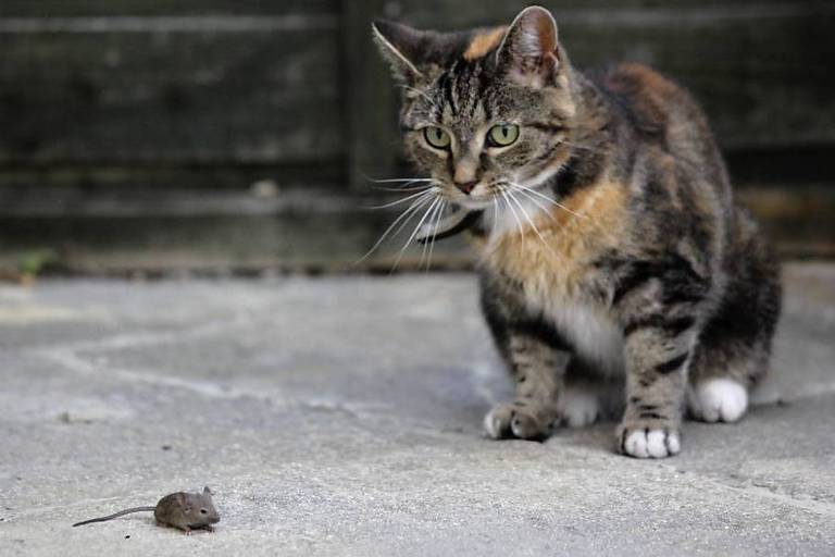 Gato e rato ficam frente a frente