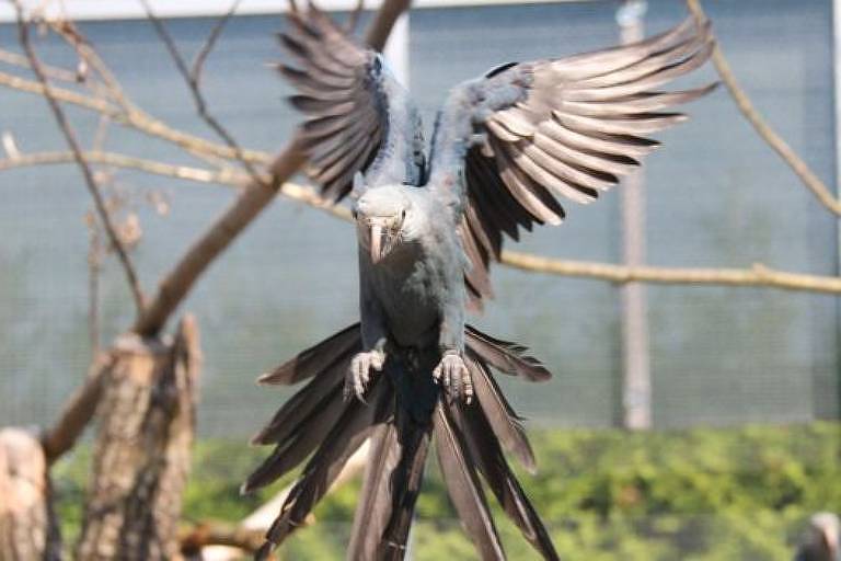 Pássaro ficou famoso mundialmente por causa da animação 'Rio'