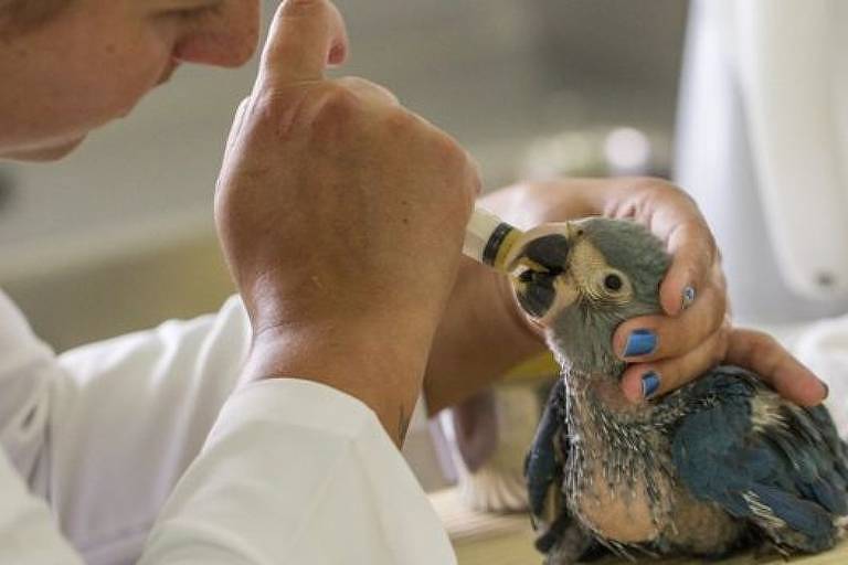 Animais são considerados frágeis e de reprodução difícil, o que complica sua reintrodução na natureza