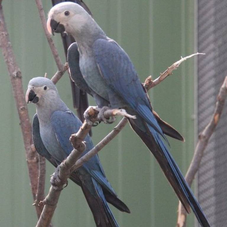 Ideia é que dez animais passem por readaptação no Brasil antes de serem soltos na natureza