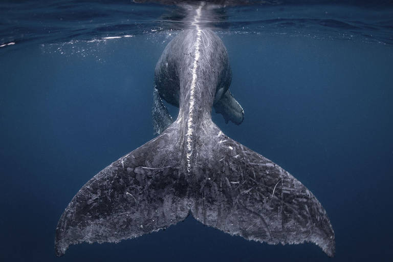 Filhote de baleia nadando 