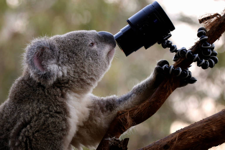 Coala olha para a câmera enquanto senta em um galho no zoológico Wild Life, de Sidney