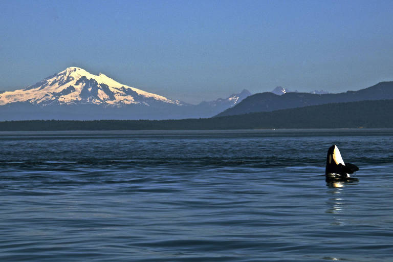 Baleia orca nada nas águas que banham o arquipélago de San Juan, nos Estados Unidos