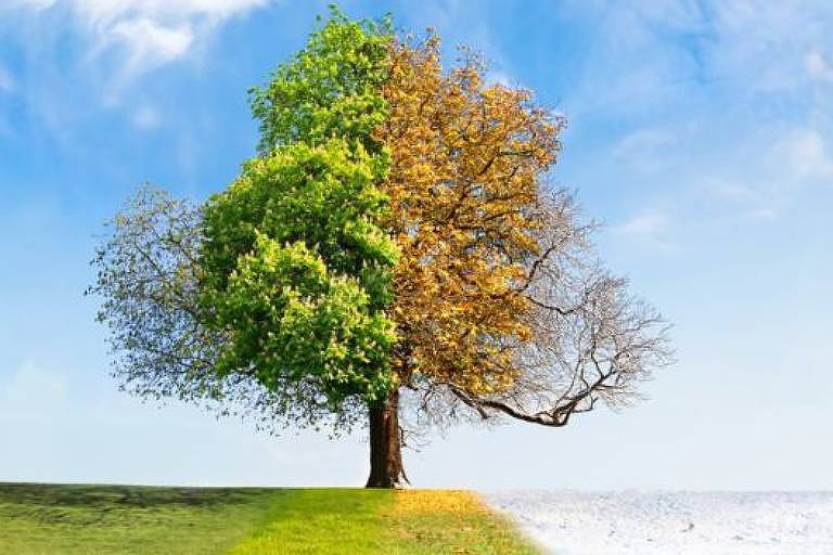 Metade de uma árvore está verde e a outra amarelada, referindo-se as estações do ano