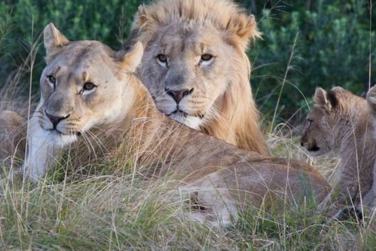 Família de leões que faz parte do bando que teria devorado caçadores