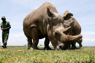 FILE PHOTO: The last two northern white rhino females graze in Kenya's Laikipia National Park