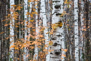Autumn in Omsk Region, Russia
