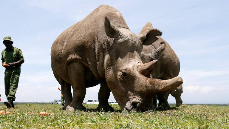 As remanescentes da subespécie do norte dos rinocerontes-brancos, Najin (à dir.) e sua filha, Fatu