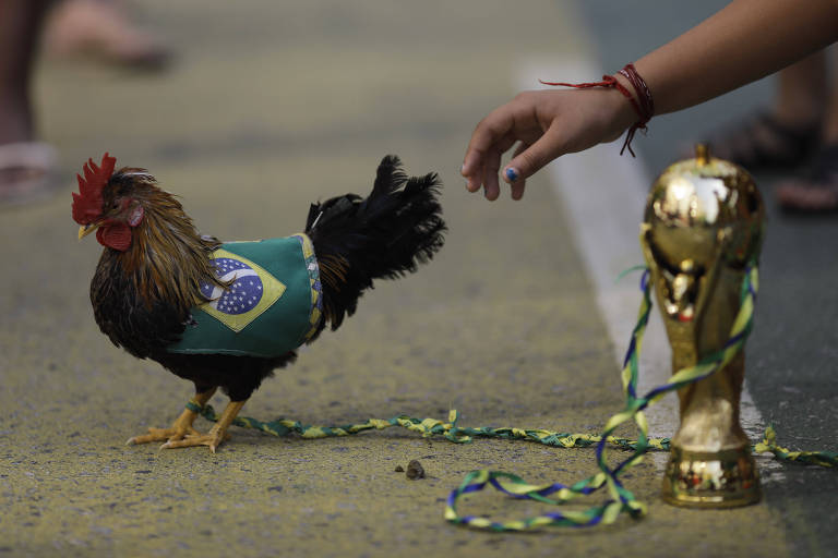 Galo de estimação chamado Tite, em referência ao técnico da seleção brasileira, ao lado de uma réplica do troféu da Copa do Mundo no Rio de Janeiro