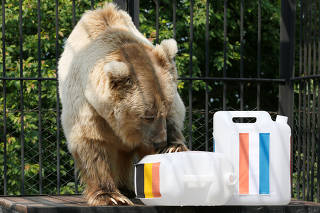 A bear attempts to predict the result of the soccer World Cup semi-final between France and Belgium at a zoo in Krasnoyarsk
