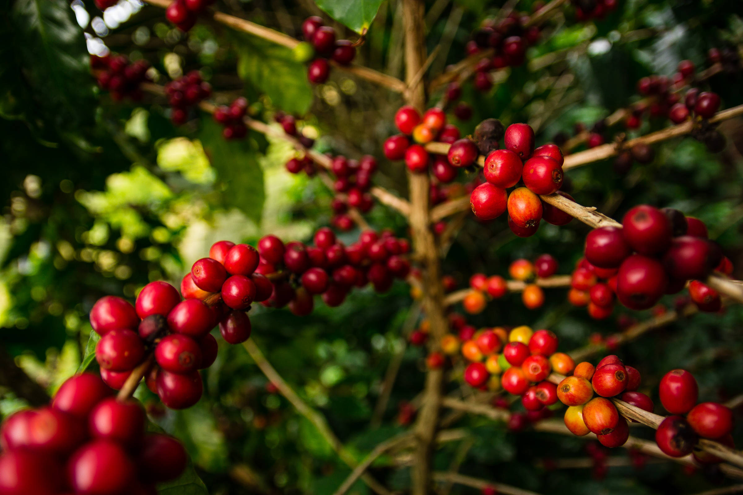 Falta de mão de obra afeta colheita de café no ES 19/07