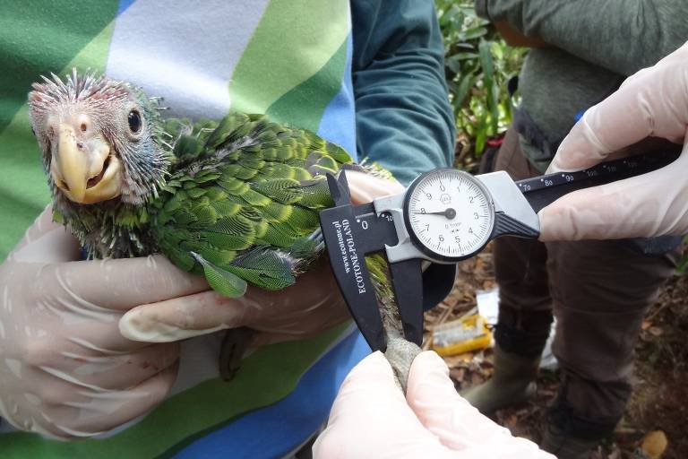 Equipe da Sociedade de Pesquisa em Vida Selvagem e Educação Ambiental (SPVS) avalia um papagaio-de-cara-roxa, ave cuja população voltou a crescer no Paraná