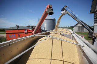 FILE PHOTO: A trailer is filled with soybeans at a farm in Buda Illinois