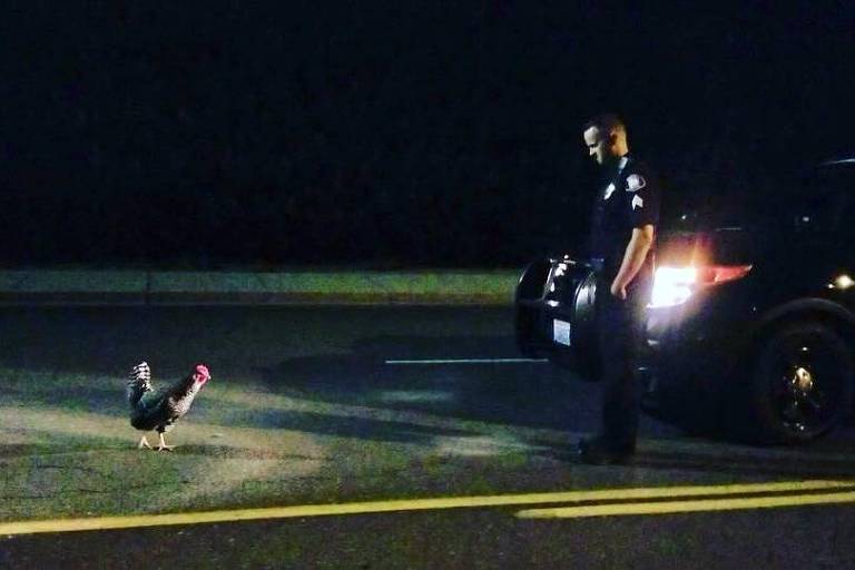 Policial ajuda galinha a atravessar a rua em Yakima, no estado americano de Washington