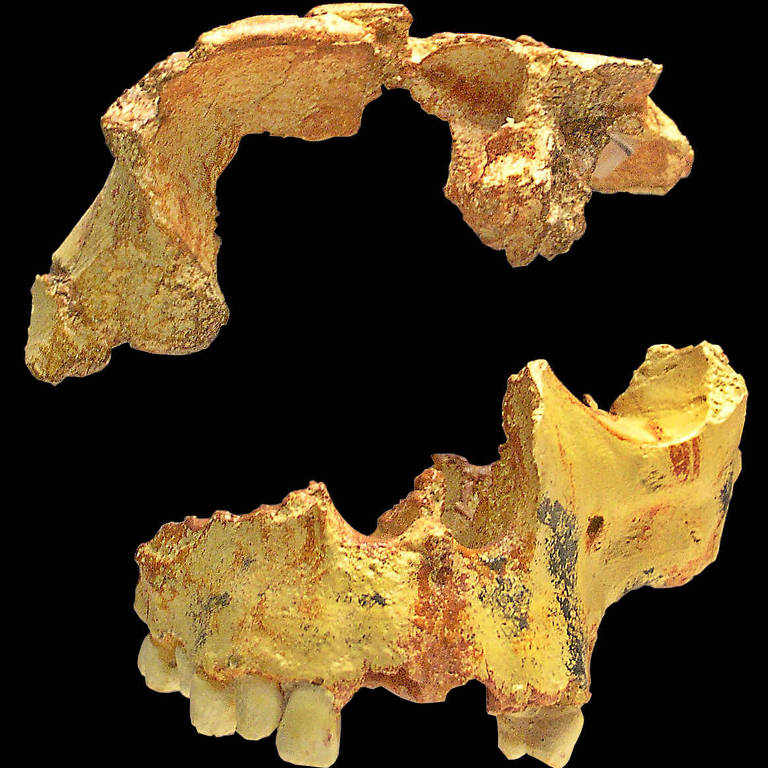 Caveira de Homeo antecessor, encontrada na caverna Gran Dolina, em Atapuerca, na Espanha
