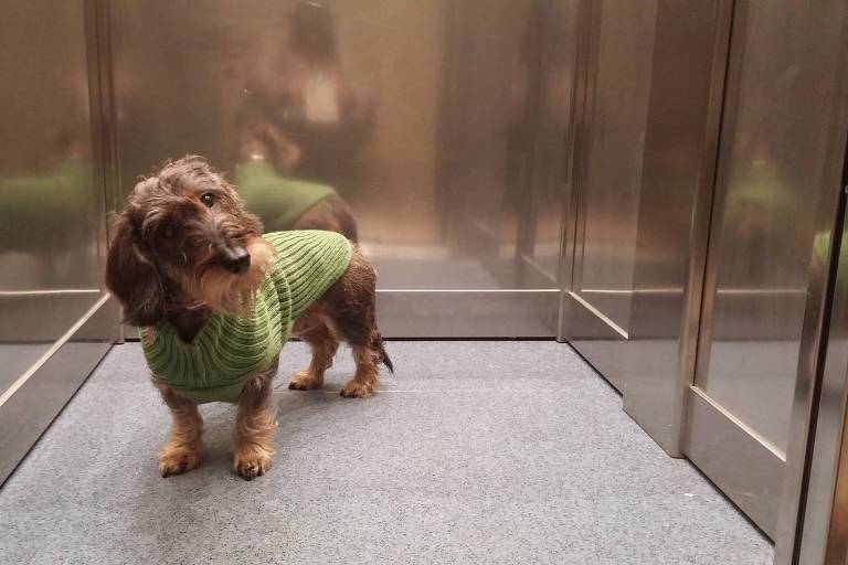 Cachorro em elevador de prédio 