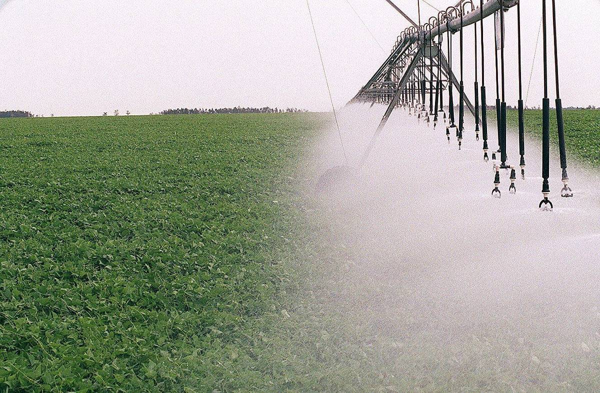 Anvisa decide manter prazo para banimento de agrotóxico associado a mal de Parkinson em agricultores