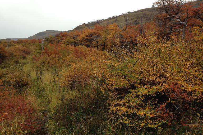 Vegetação do parque Torres del Paine durante o outono